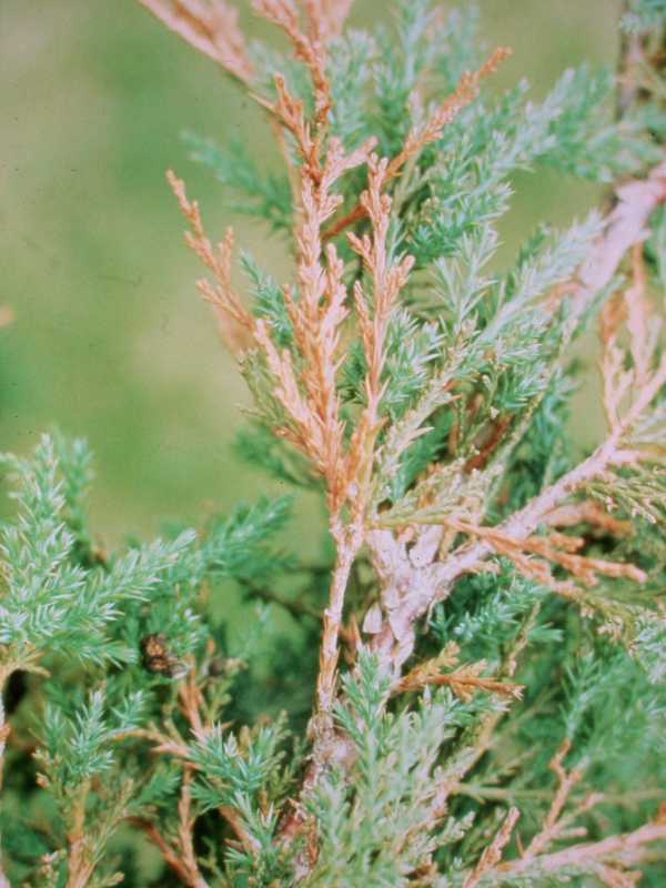 Phomopsis Blight of Juniper